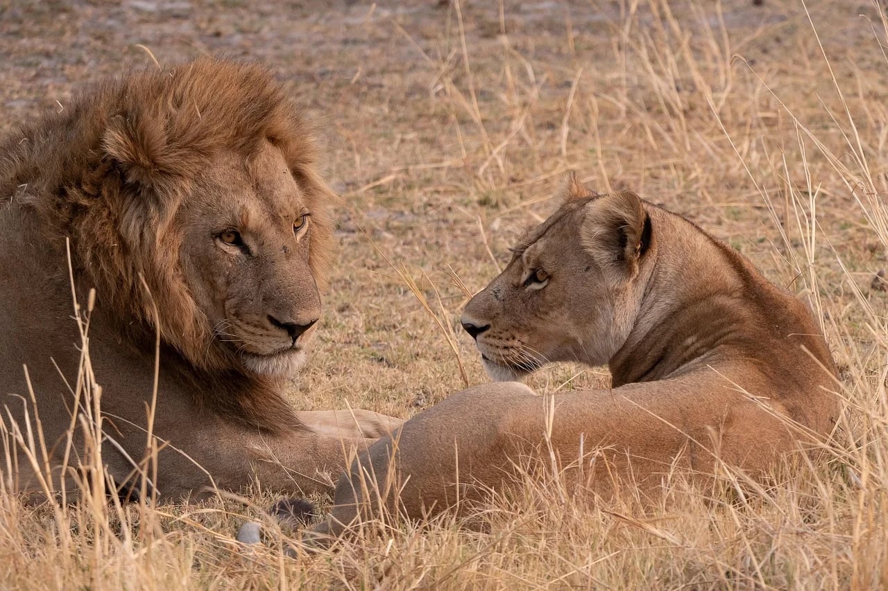 Africa Safari Destinations: The Best Places for Wildlife Lovers