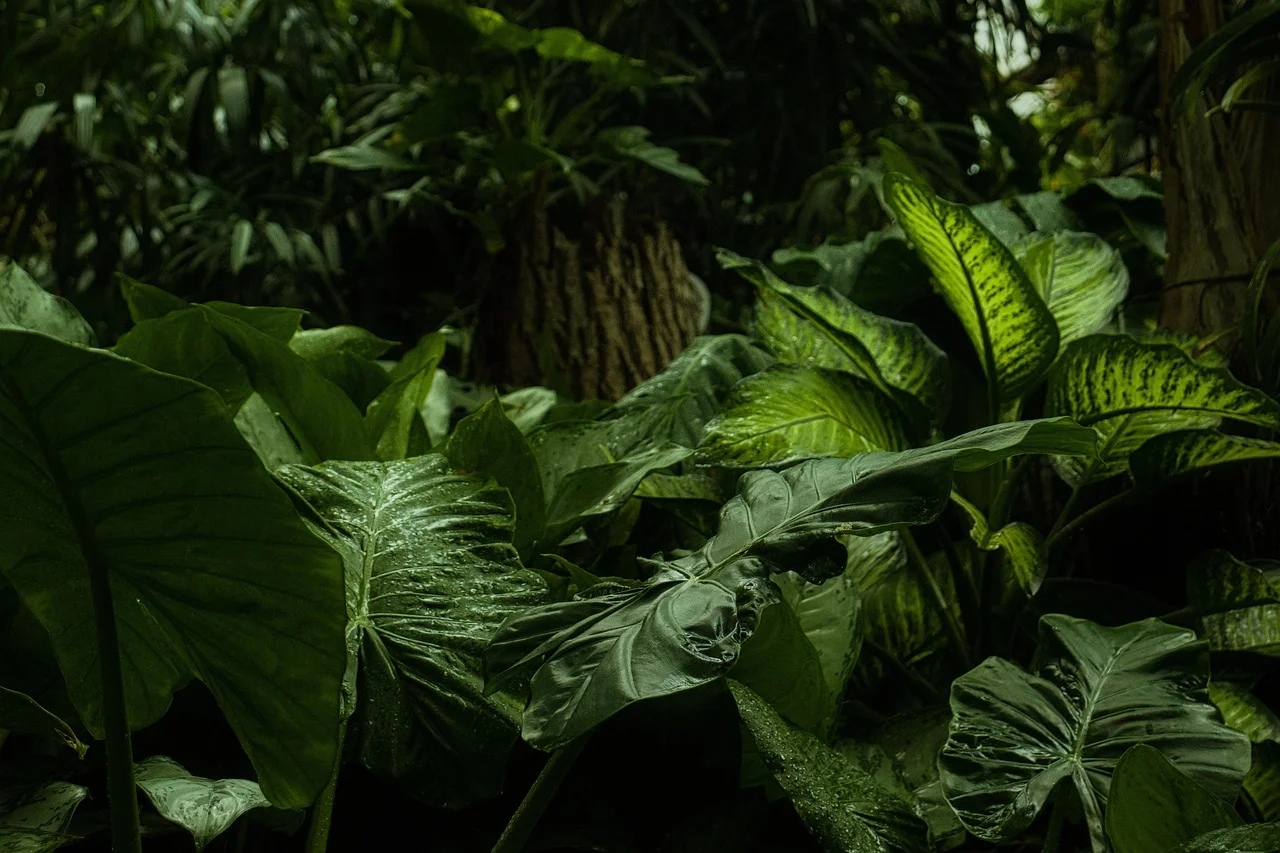 Rainforest